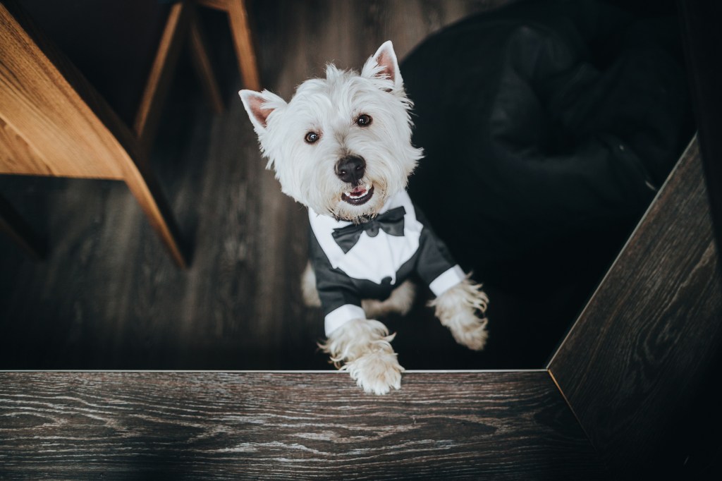 Hund bei der Hochzeit