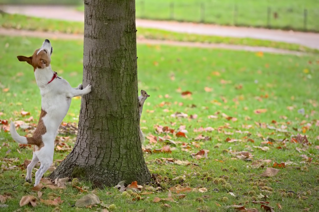 Hund schnüffelt an Baum