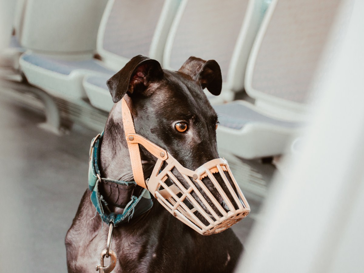 Hund: In Bus, Bahn & Co. –Wann müssen Hunde einen Maulkorb tragen?