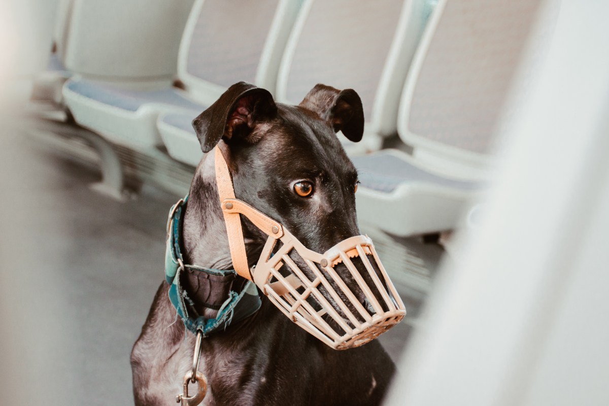 Hund mit Maulkorb