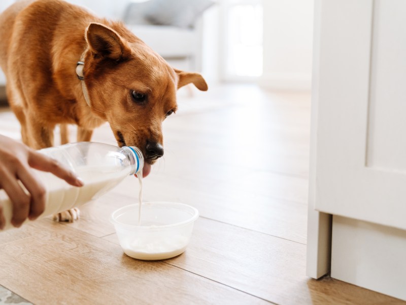 Hund trinkt Milch