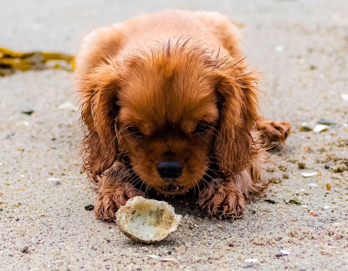 Hund mit Muschel