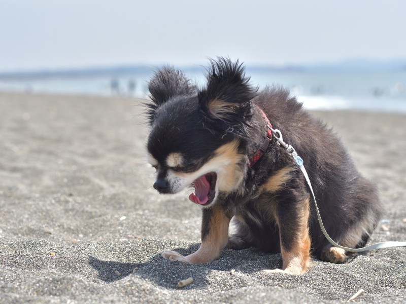 Hund beim Rückwärtsniesen