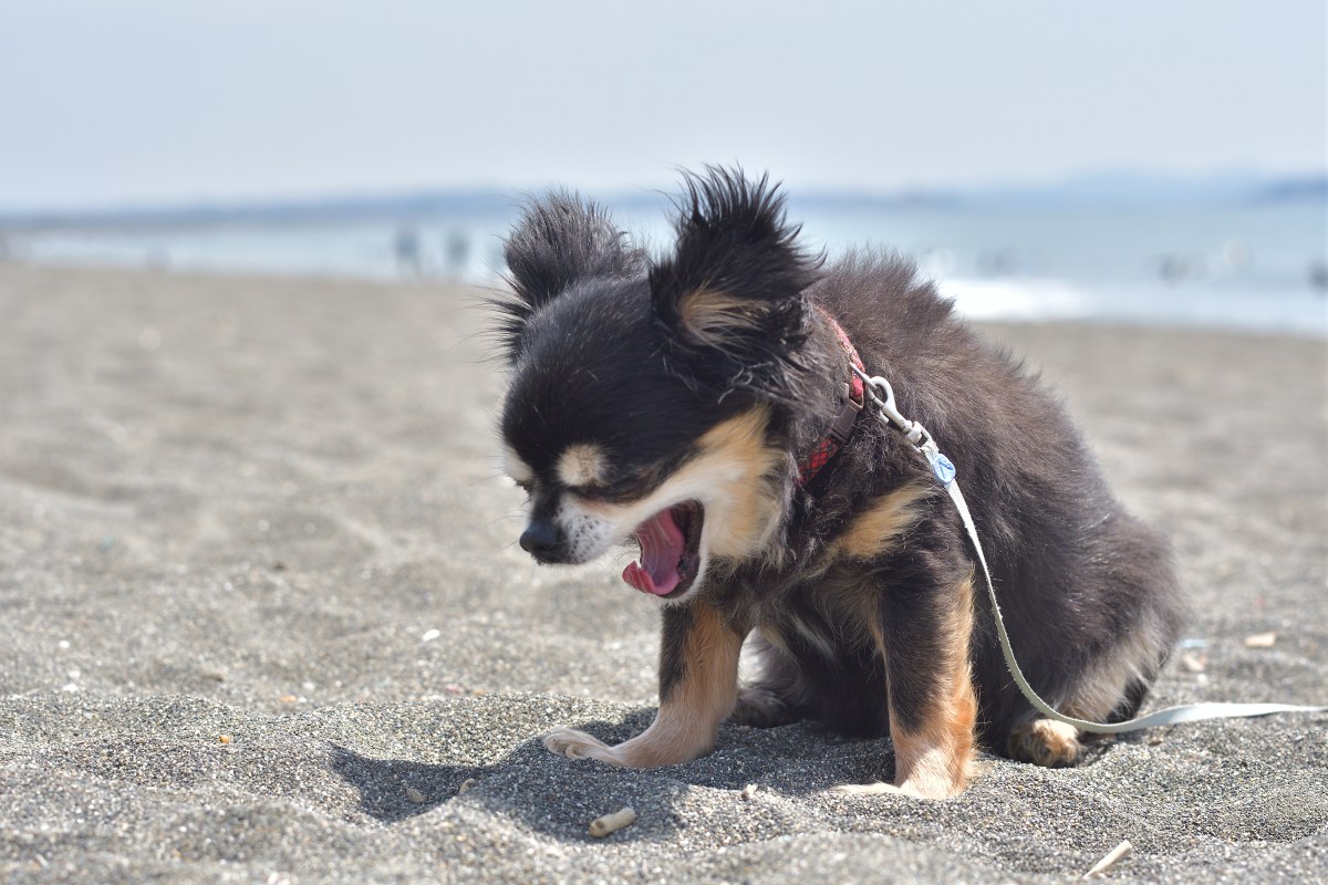 Hund beim Rückwärtsniesen