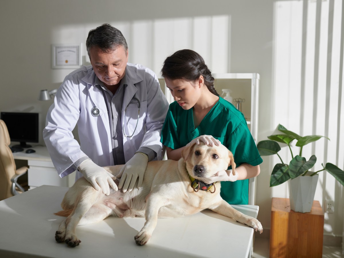 Hund: Diese Gefahr droht deinem Hund direkt nach dem Essen