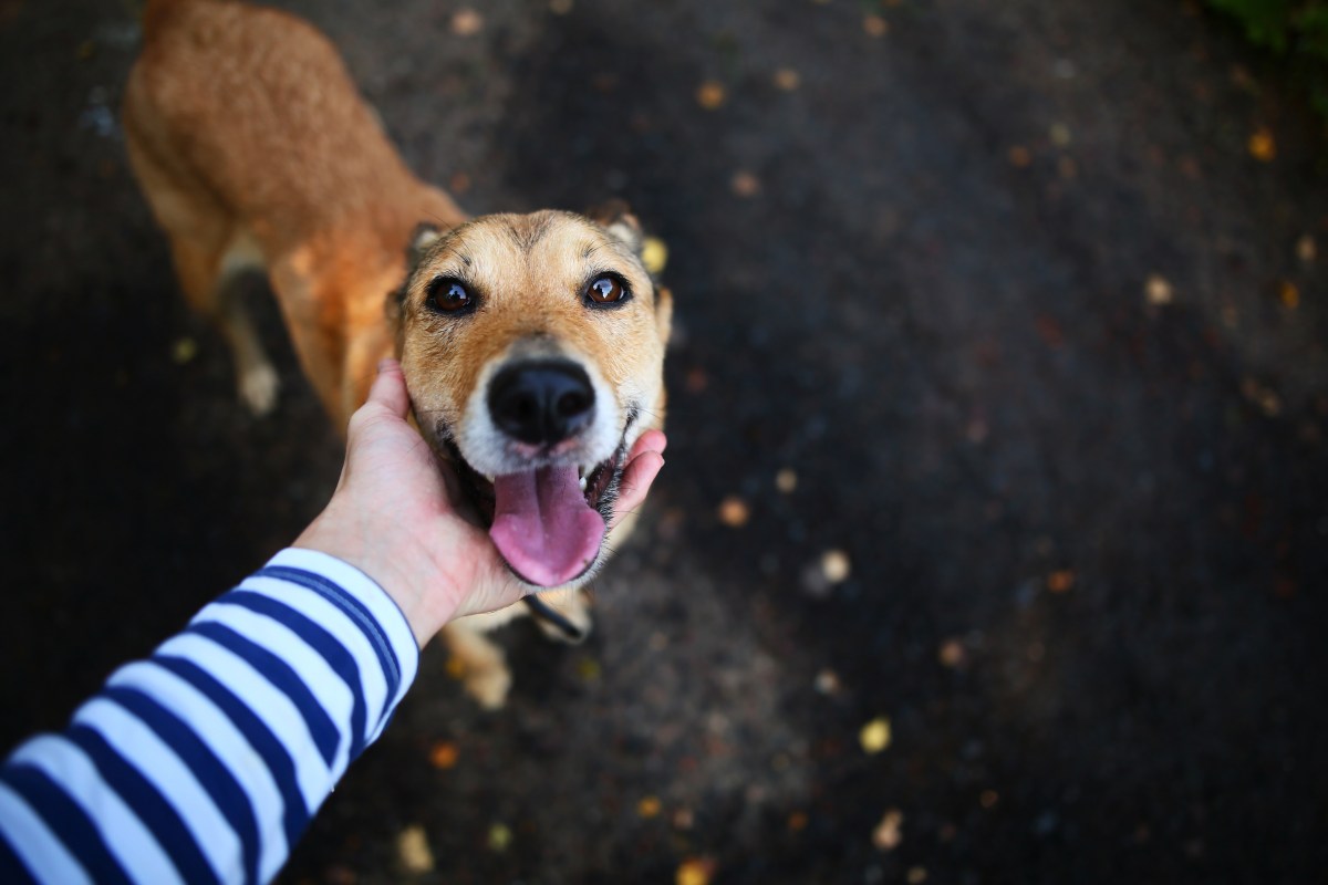 Hund schaut nach oben