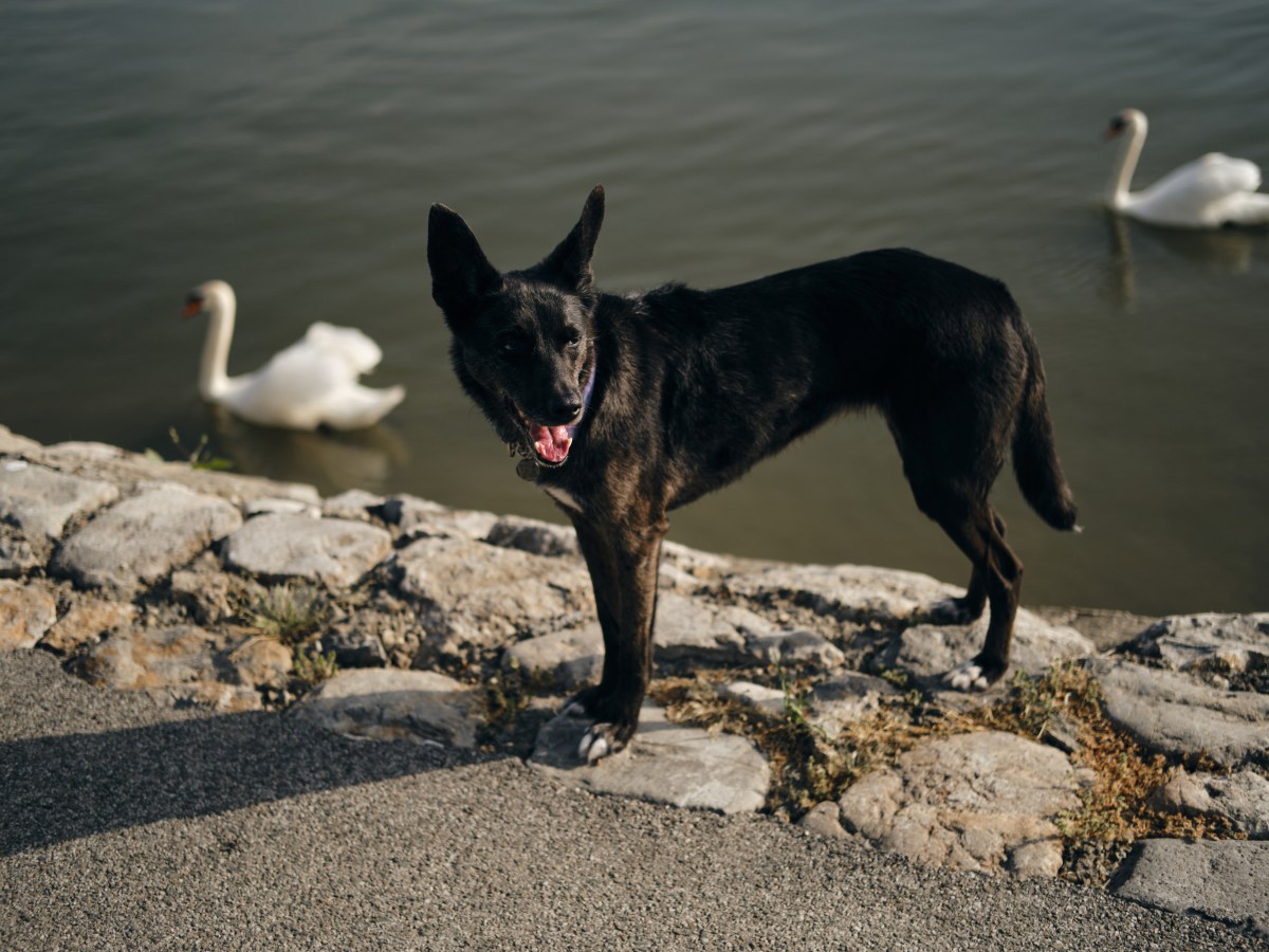 Hund mit SchwÃ¤nen