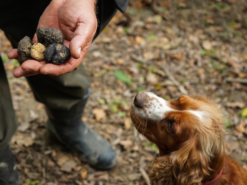 Hund schaut Trüffel an