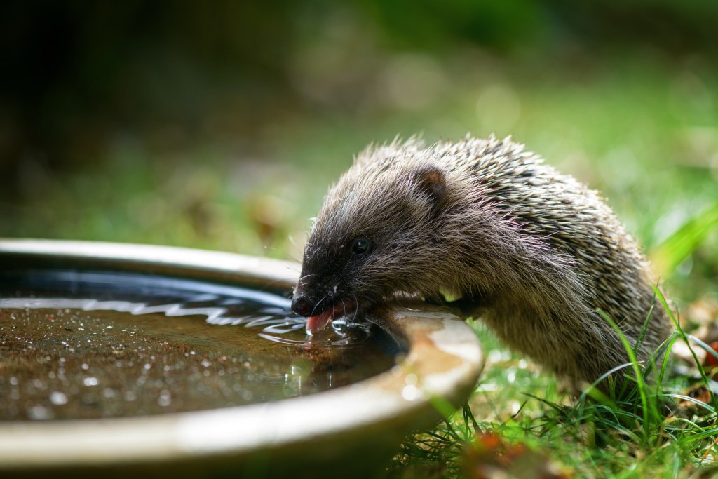 Igel trinkt Wasser