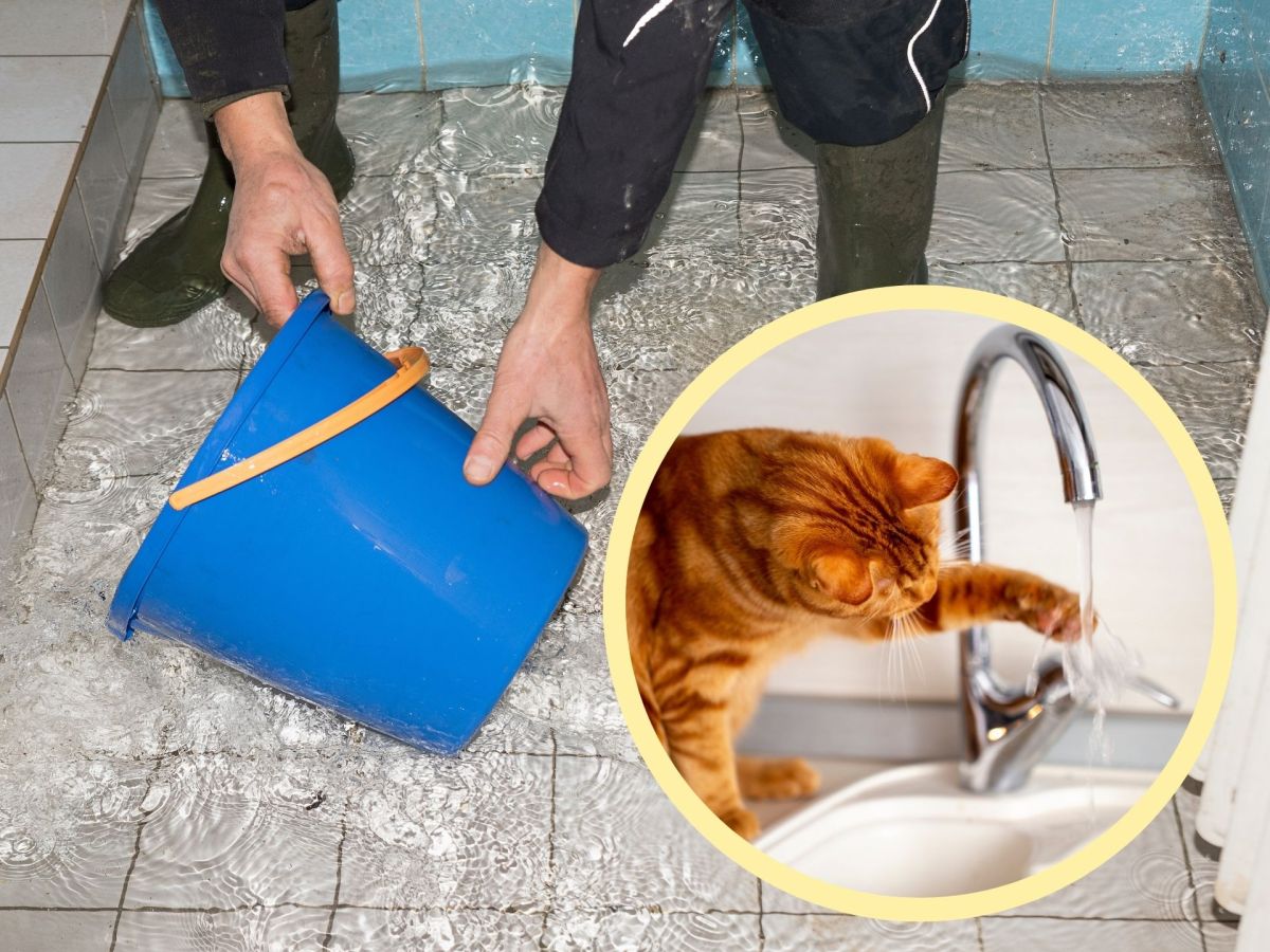 Rathaus überflutet, Katze spielt an Wasserhahn