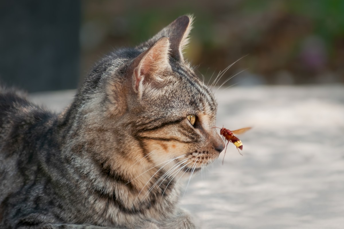 Katze Honig Biene auf der Nase