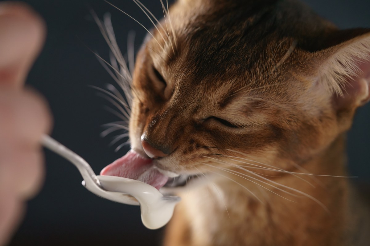 Katze leckt Löffel mit Jogurt ab