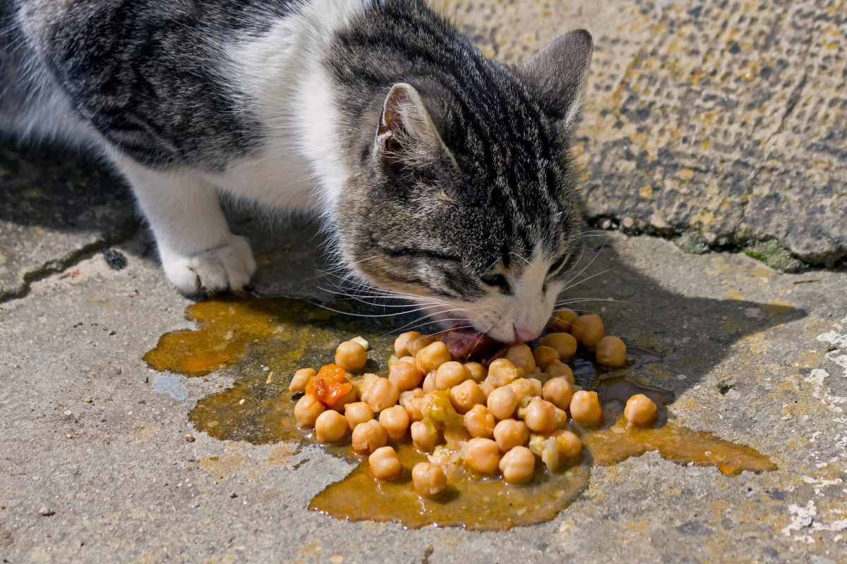 Katze frisst Kichererbsen auf der Straße