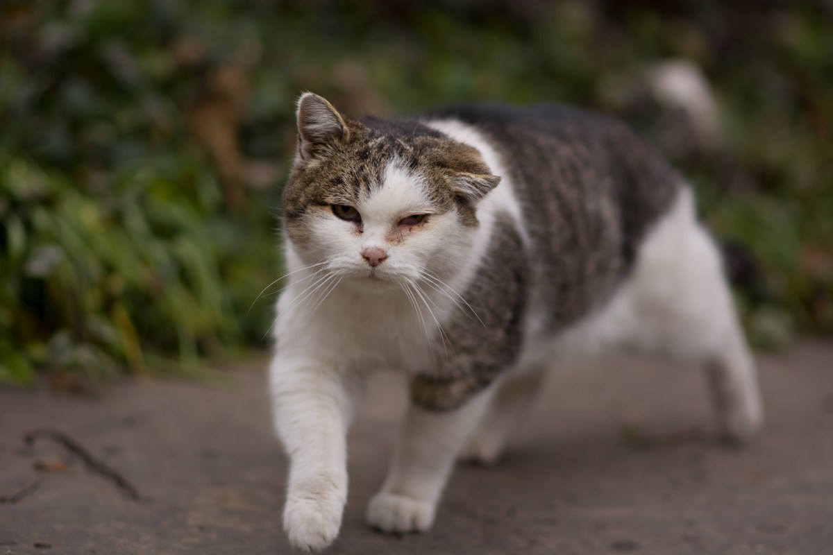 Katze vermisst kommt nach Hause