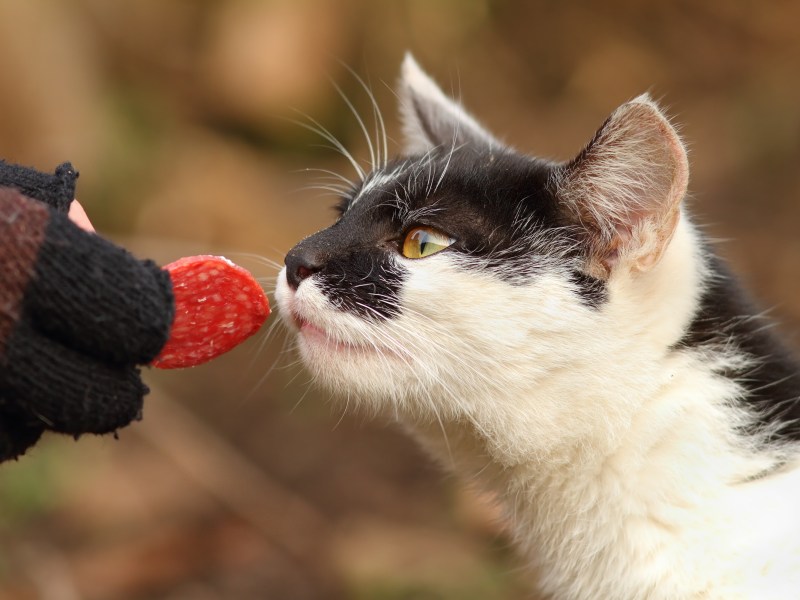 Katze riecht an einem Stück Salami