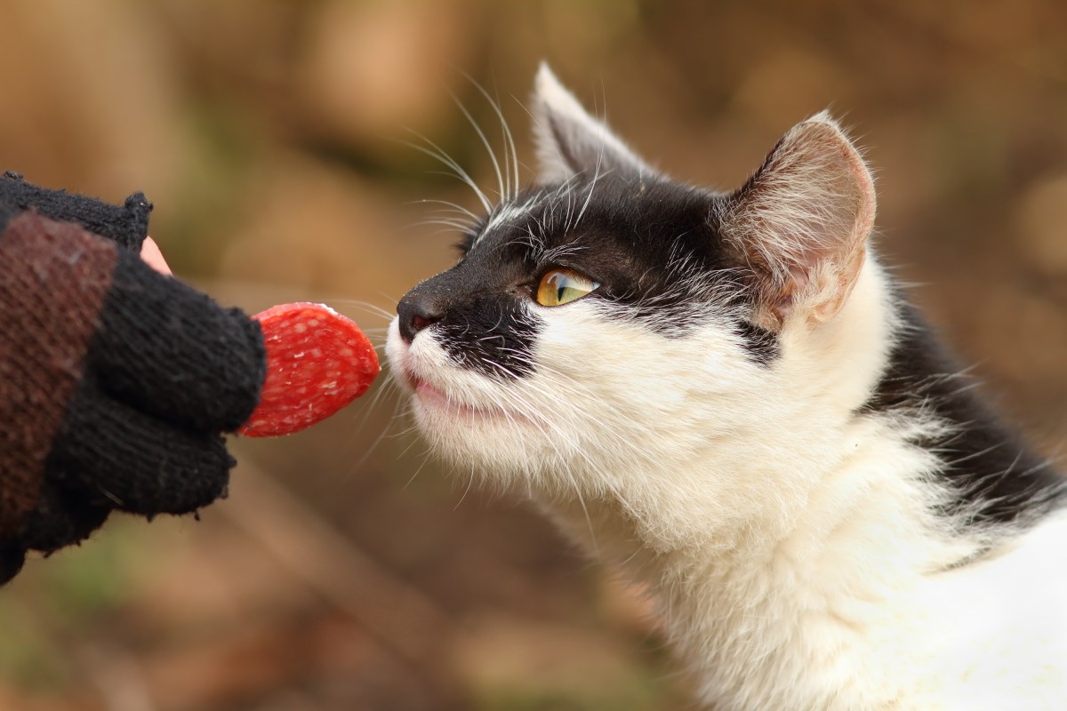 Katze riecht an einem Stück Salami