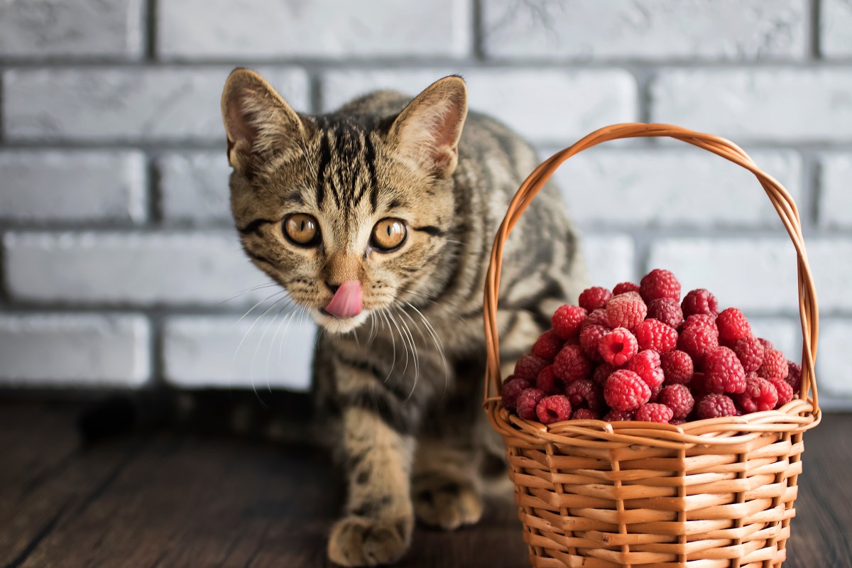 Katze vor einem Korb mit Himbeeren