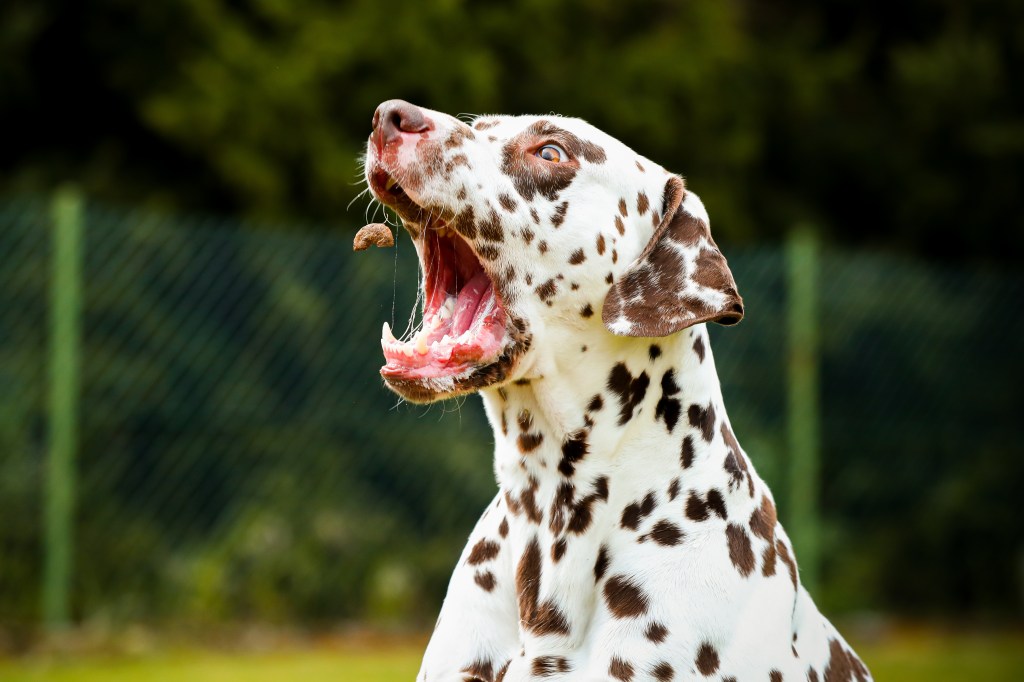 Hund fängt Leckerli