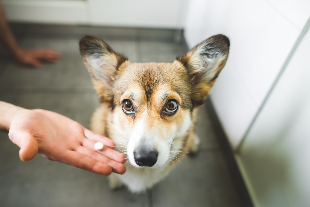 Medikamente beim Hund