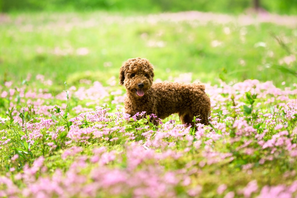 Miniature Labradoodle