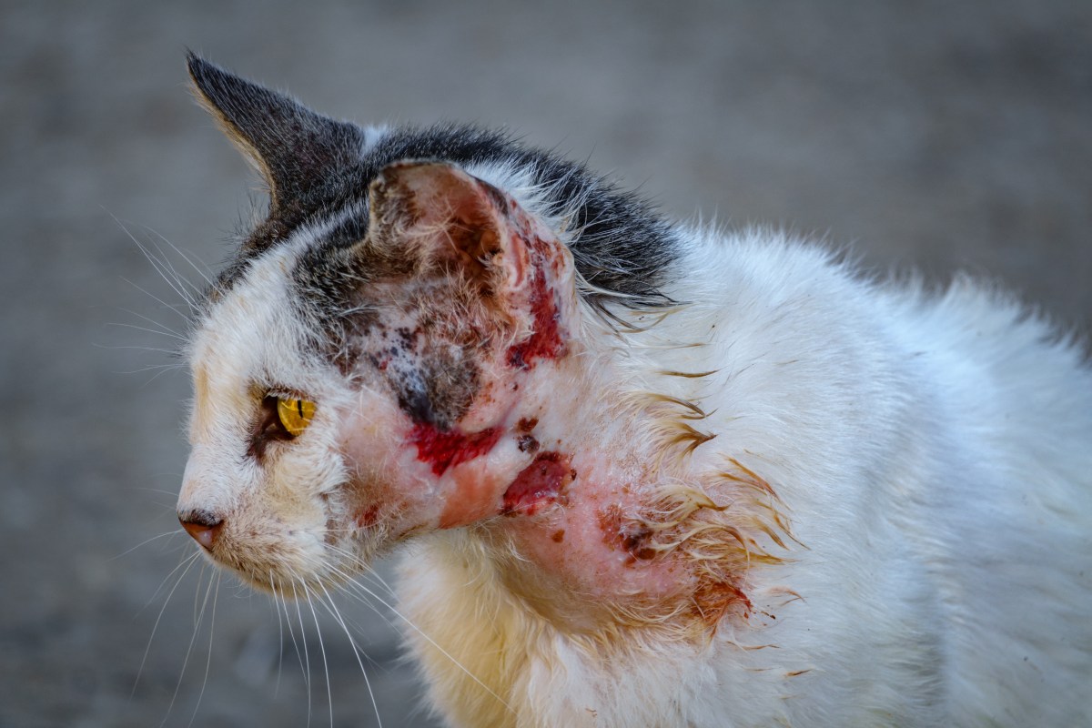 Tierquäler haben Katze zugerichtet