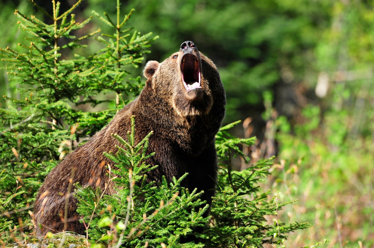 Bär im Wald schreit