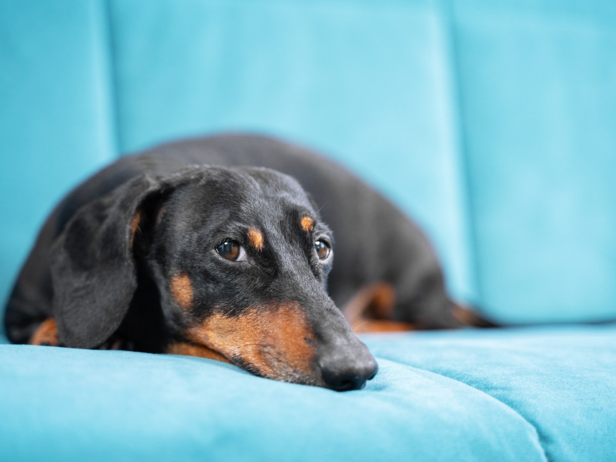 Hund liegt auf einem blauen Sofa