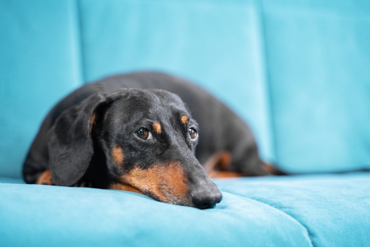 Hund liegt auf einem blauen Sofa