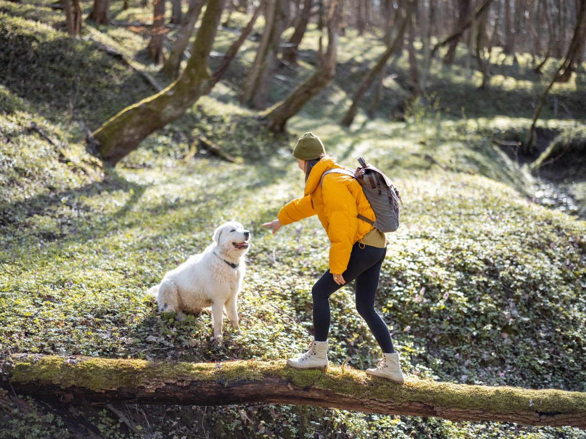 Hund im Wald