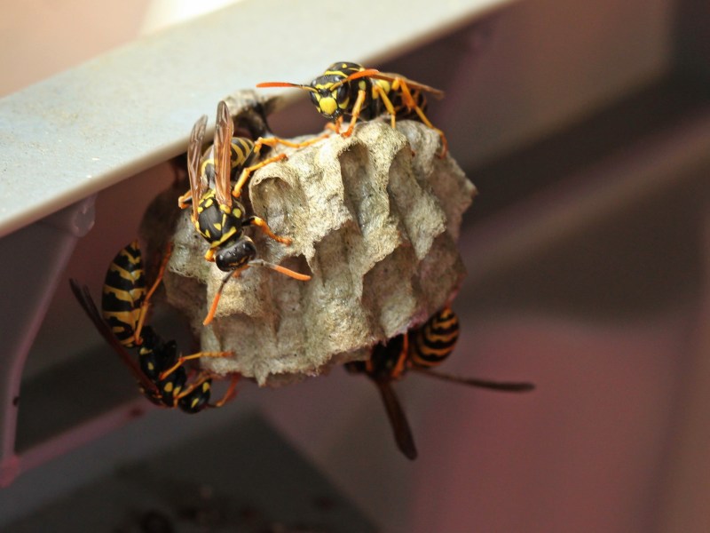 Wespen auf dem Balkon