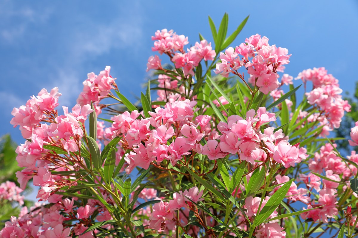 Ein Traum von einer Pflanze: Der Oleander strahlt mit dem Sommer um die Wette. Damit er aber so richtig toll blühen kann, braucht der nährstoffhungrige Oleander Dünger. Diese Hausmittel eignen sich am besten!