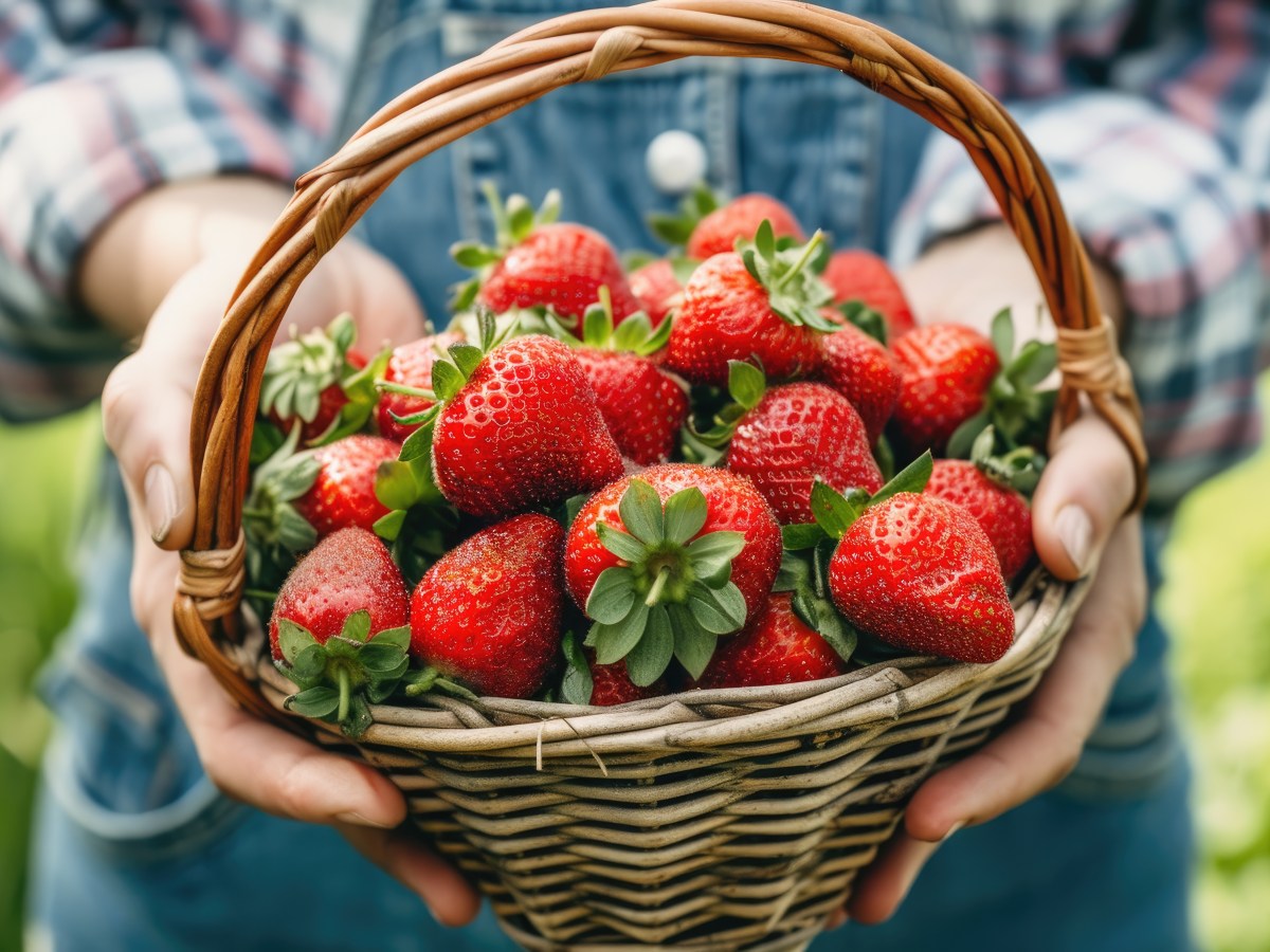 Erdbeeren düngen: Diese ungewöhnlichen Hausmittel sorgen für richtig große rote Früchte