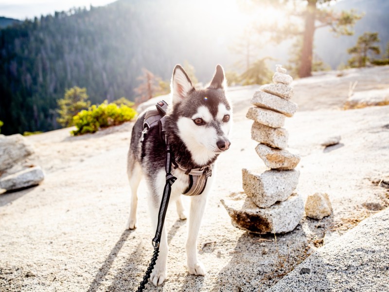 Alaskan Klee Kai