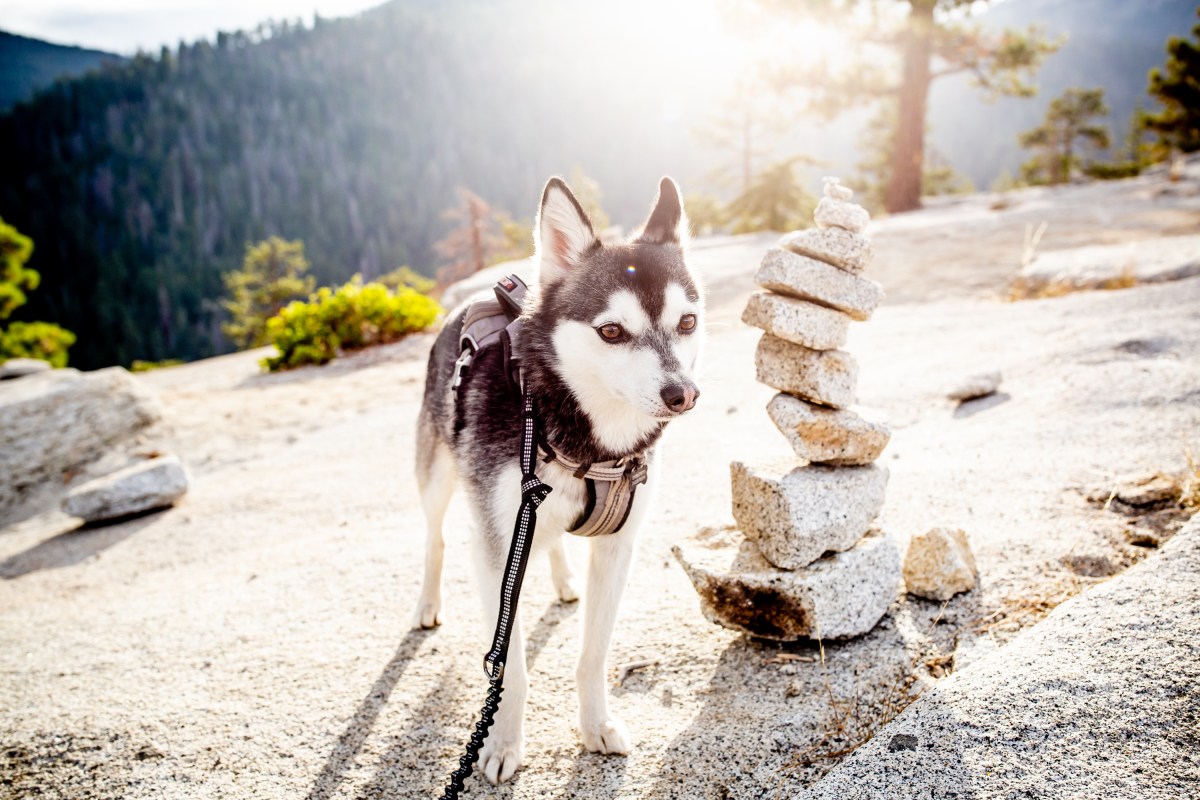 Alaskan Klee Kai