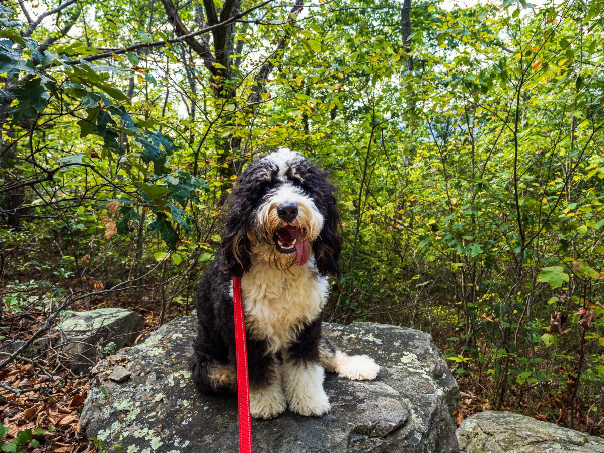 Bernedoodle Steckbrief: Eigenschaften, Pflege und Kaufberatung