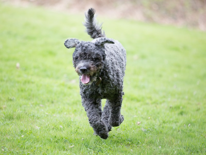 Bouvier des Flandres