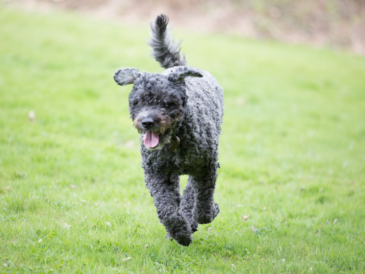 Bouvier des Flandres: Alles über die beeindruckende Hunderasse