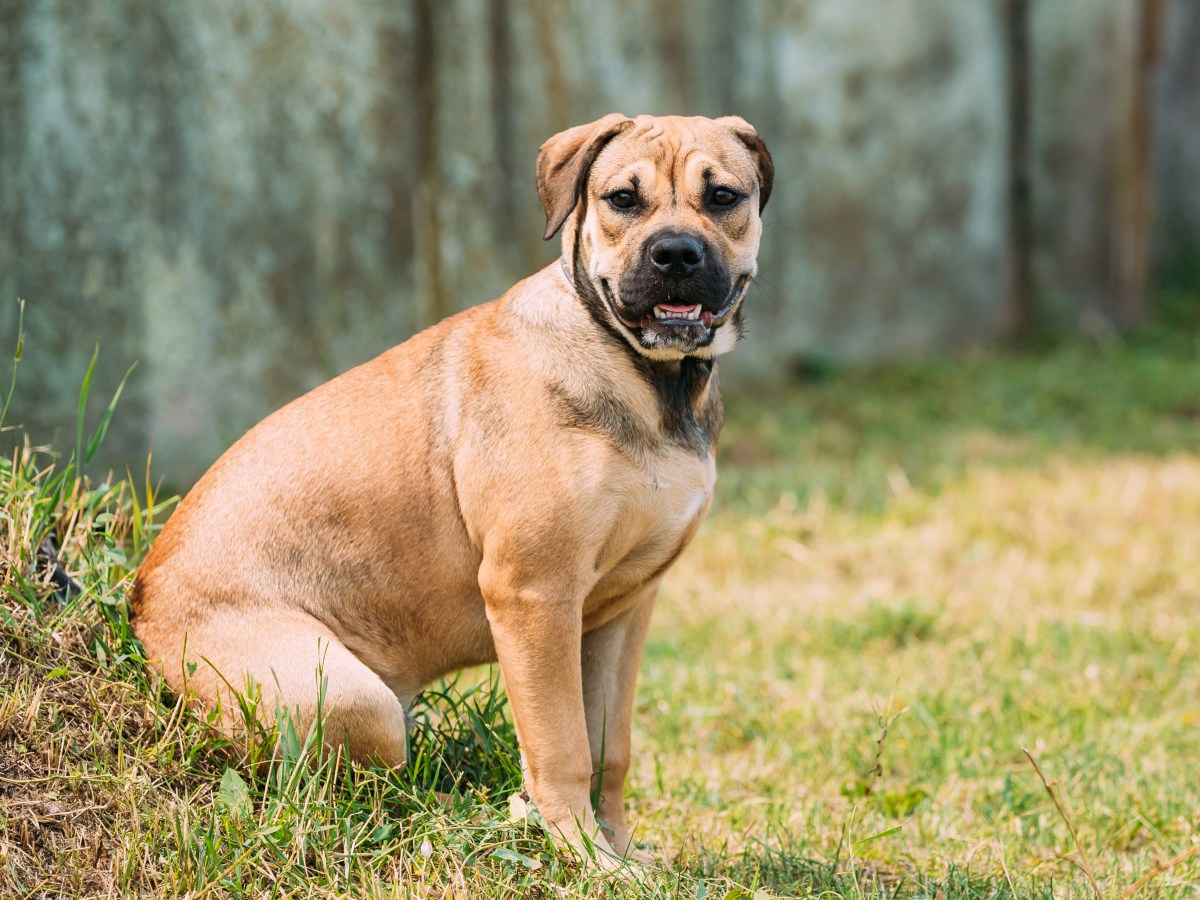 Ca de Bou: Alles Wissenswerte über die mallorquinische Bulldogge