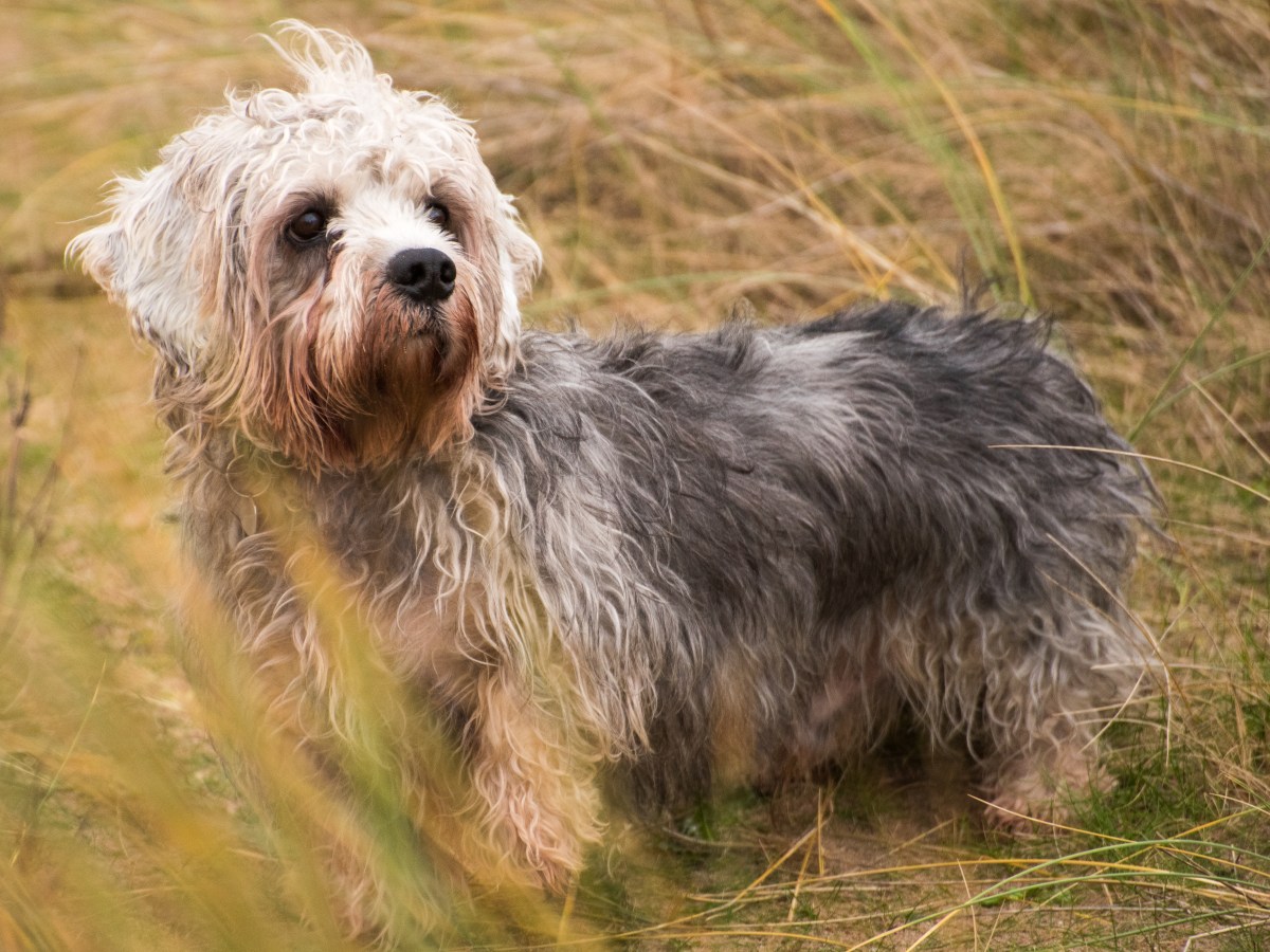 dandie dinmont terrier