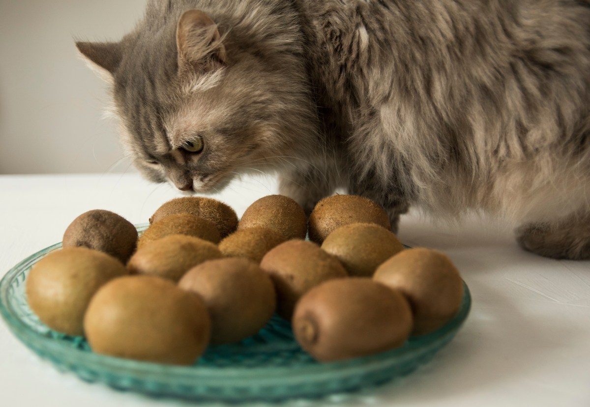 Katze riecht an Teller mit Kiwis