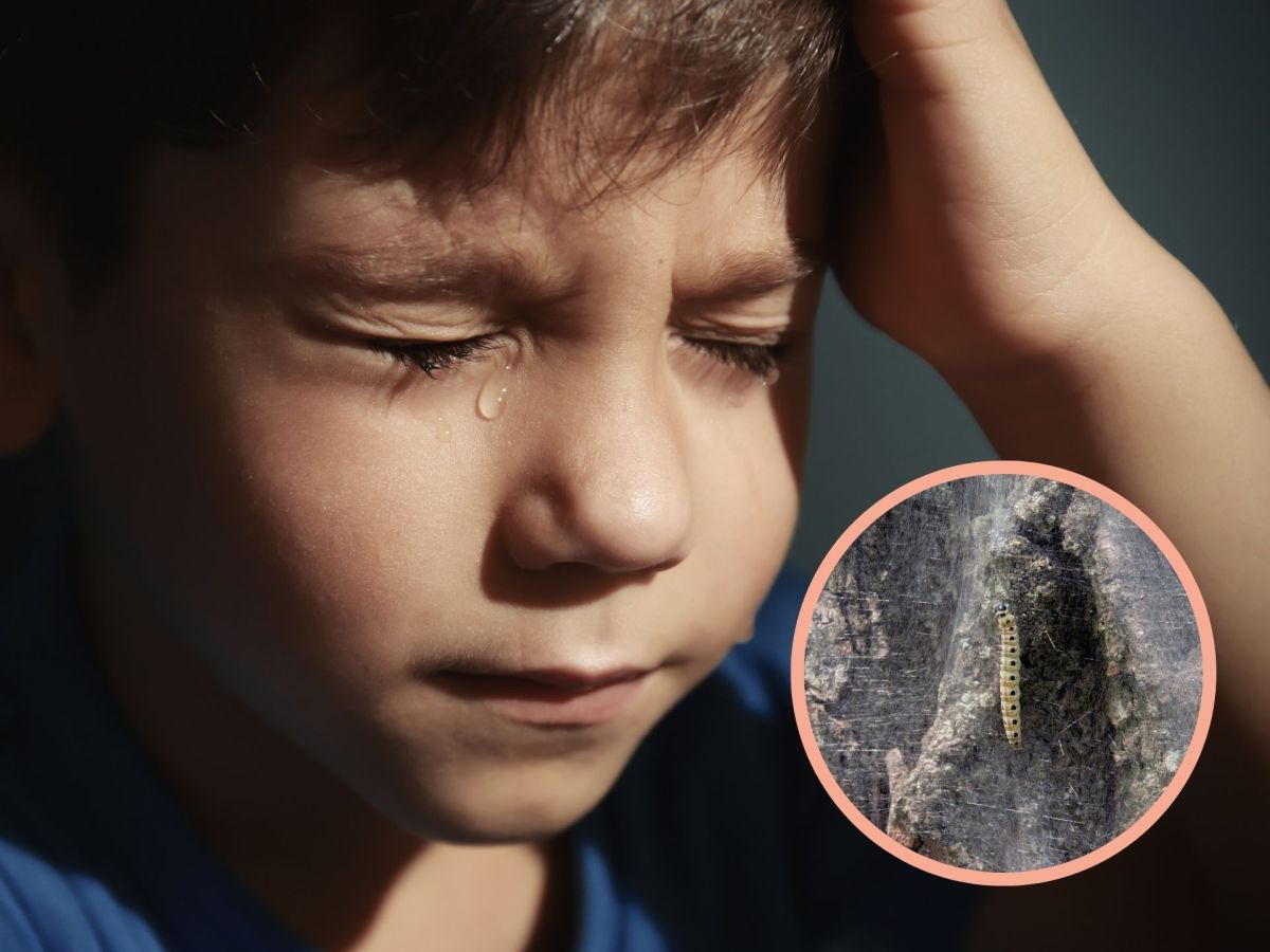 Junge nach Schulausflug fast blind: „Konnte nicht mehr aufhören, zu weinen“ – Schuld ist dieses Tier