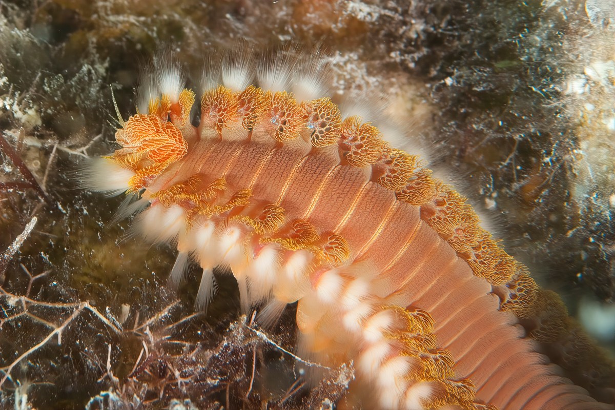 Feuerwurm auf dem Meeresboden