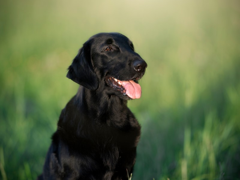 Flatcoat Retriever