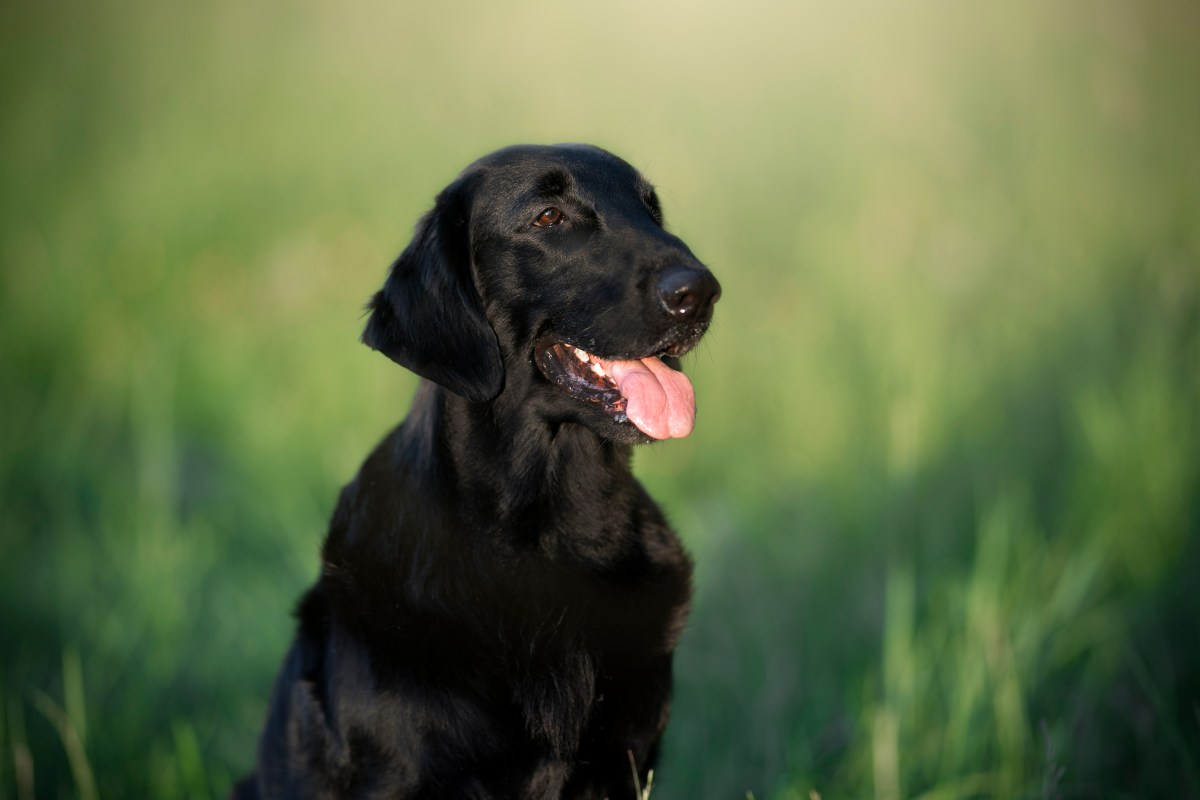 Flatcoat Retriever