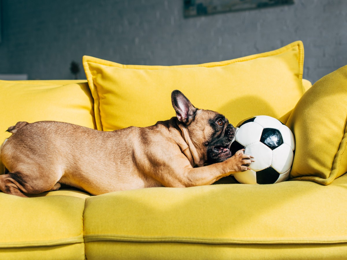 Hund Fußball Zuhause auf dem Sofa