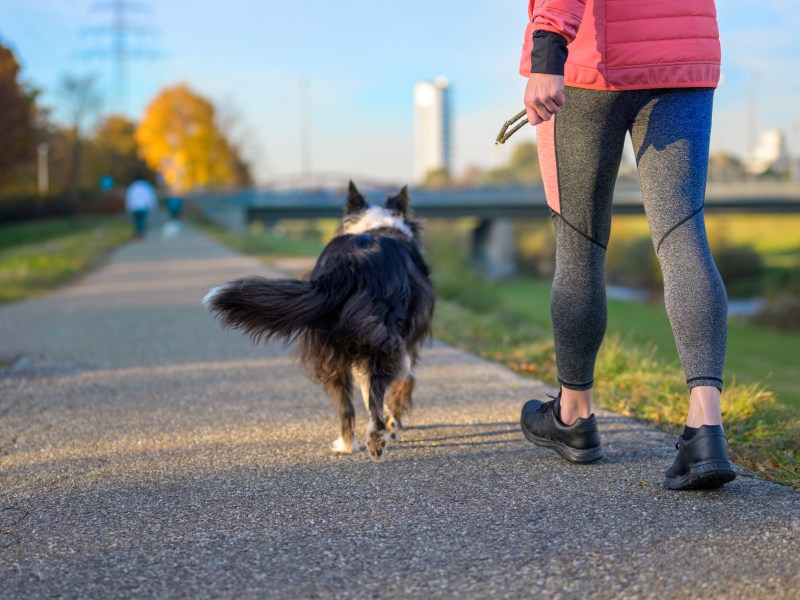 Hund mit Hüftschwung