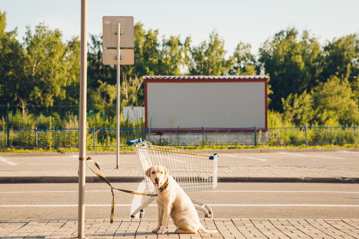 Hund angeleint vor Geschäft