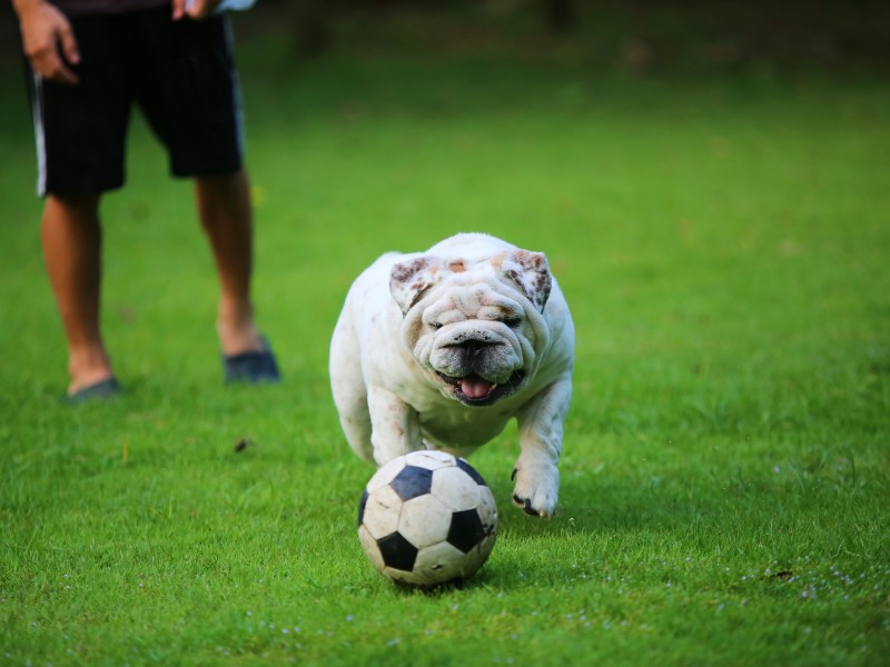 Hund spielt Fußball