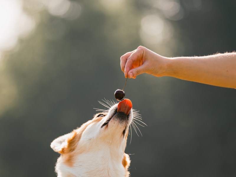 Hund will Kirsche essen