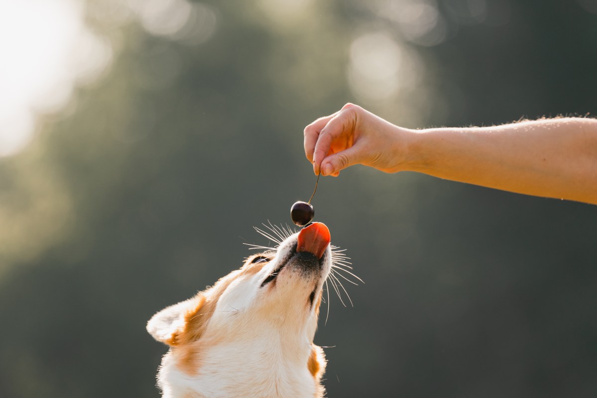 Hund will Kirsche essen